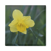 Daffodil magnets by rtishner1 Daffodil magnets