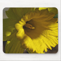 Daffodil mousepads