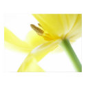Daffodil / Narcissus posters by red2000 Daffodil / Narcissus posters
