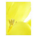 Daffodil / Narcissus posters by red2000 Daffodil / Narcissus posters