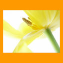 Daffodil / Narcissus posters