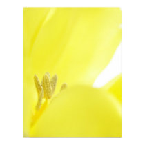 Daffodil / Narcissus posters