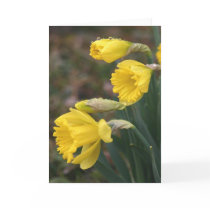 Daffodil Notecard 2 by Classic_Cat Daffodil Notecard 2