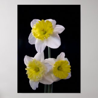 Daffodil on Black Part Dieux zazzle_print