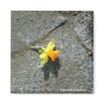 photographs, photography, digital, flowers,