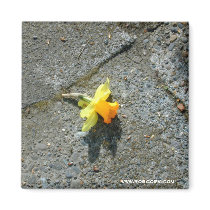 Daffodil Photograph Magnet