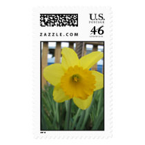 daffodil postage