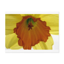 daffodil post card
