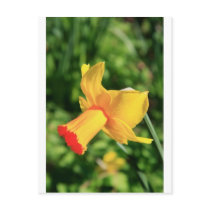 daffodil postcards