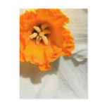 Daffodil Post Card