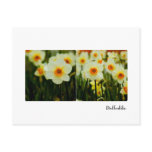 Daffodil Postcard