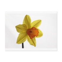 daffodil postcard