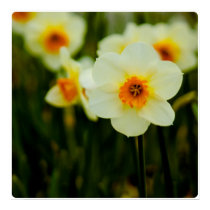 Daffodil Poster posters by SabineSt Daffodil Poster posters