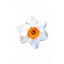 Daffodil posters