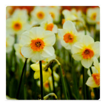 Daffodil Poster posters by SabineSt Daffodil Poster posters