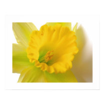 Daffodil posters by mlane53 Daffodil posters