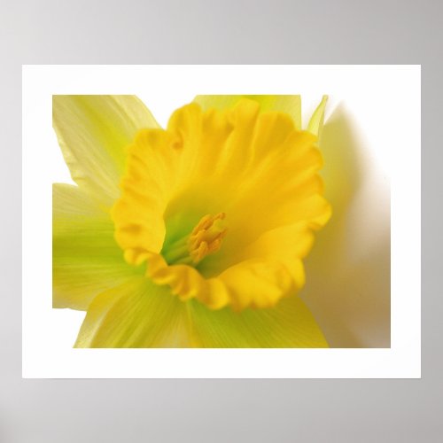 Daffodil print