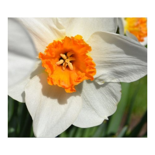 Daffodil print