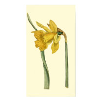 Daffodil posters