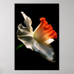 Daffodil posters
