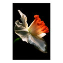 Daffodil posters