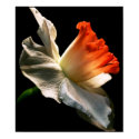 Daffodil posters