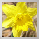 Daffodil Print