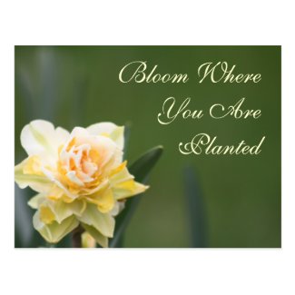 Daffodil Rose Photography Postcard