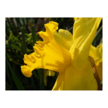 Daffodil Salutes posters by SweetRascal Daffodil Salutes posters