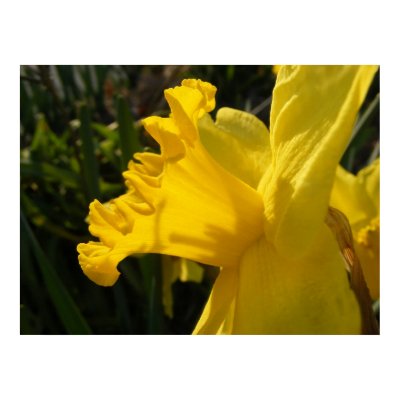 Daffodil Salutes Poster by SweetRascal