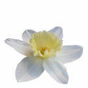 Daffodil Sculpture photo sculptures