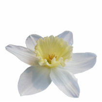 Daffodil Sculpture photo sculptures