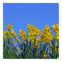 Daffodil Sky posters by KarenTurnerBrown Daffodil Sky posters