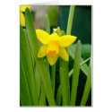 Daffodil Smile cards by designcreatology Daffodil Smile cards