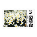 Daffodil Spring Flowers US Mail Stamps