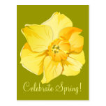 Daffodil Spring Yellow Short Trumpet Post Card