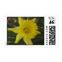 Daffodil Stamp by snelson924 Daffodil Stamp