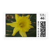 Daffodil Stamp by snelson924 Daffodil Stamp