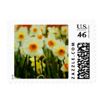 Daffodil Stamp by SabineSt Daffodil Stamp