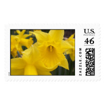 Daffodil stamp