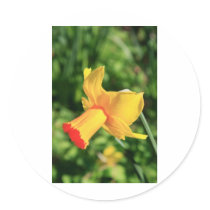 daffodil round stickers