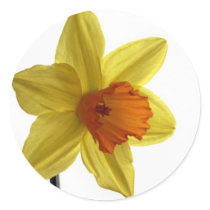 daffodil round sticker