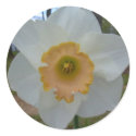 daffodil stickers by phoenix864 daffodil stickers