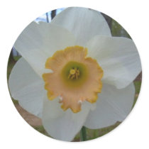 daffodil stickers by phoenix864 daffodil stickers