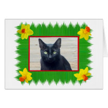 Daffodil Sushi Grass Photo Card