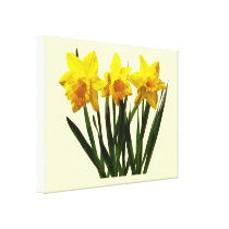 Daffodil Trio canvas prints