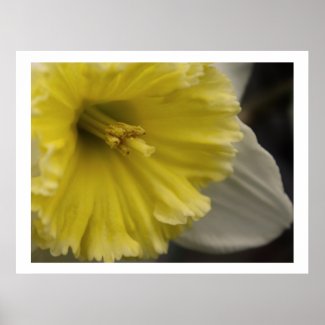 Daffodil Trumpet Print print