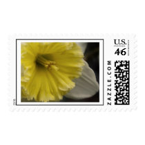 Daffodil Trumpet Stamp