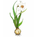 Daffodil t-shirts