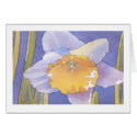 Daffodil Watercolor cards by tkrysak Daffodil Watercolor cards